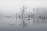 Flooded landscape in fog Poster och Canvastavla