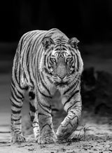 Tiger Head On Poster och Canvastavla
