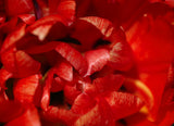 red tulip Poster och Canvastavla