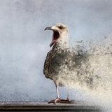 Waterbird Poster och Canvastavla