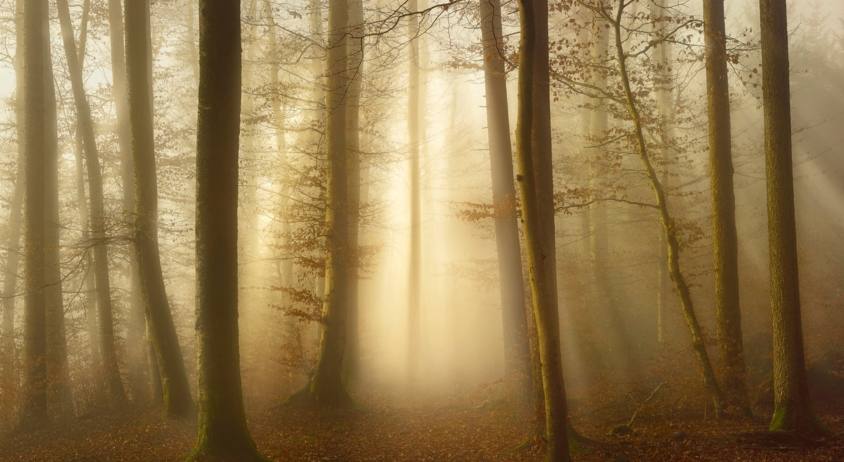 Into the Trees Poster och Canvastavla