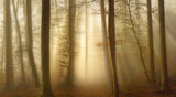 Into the Trees Poster och Canvastavla