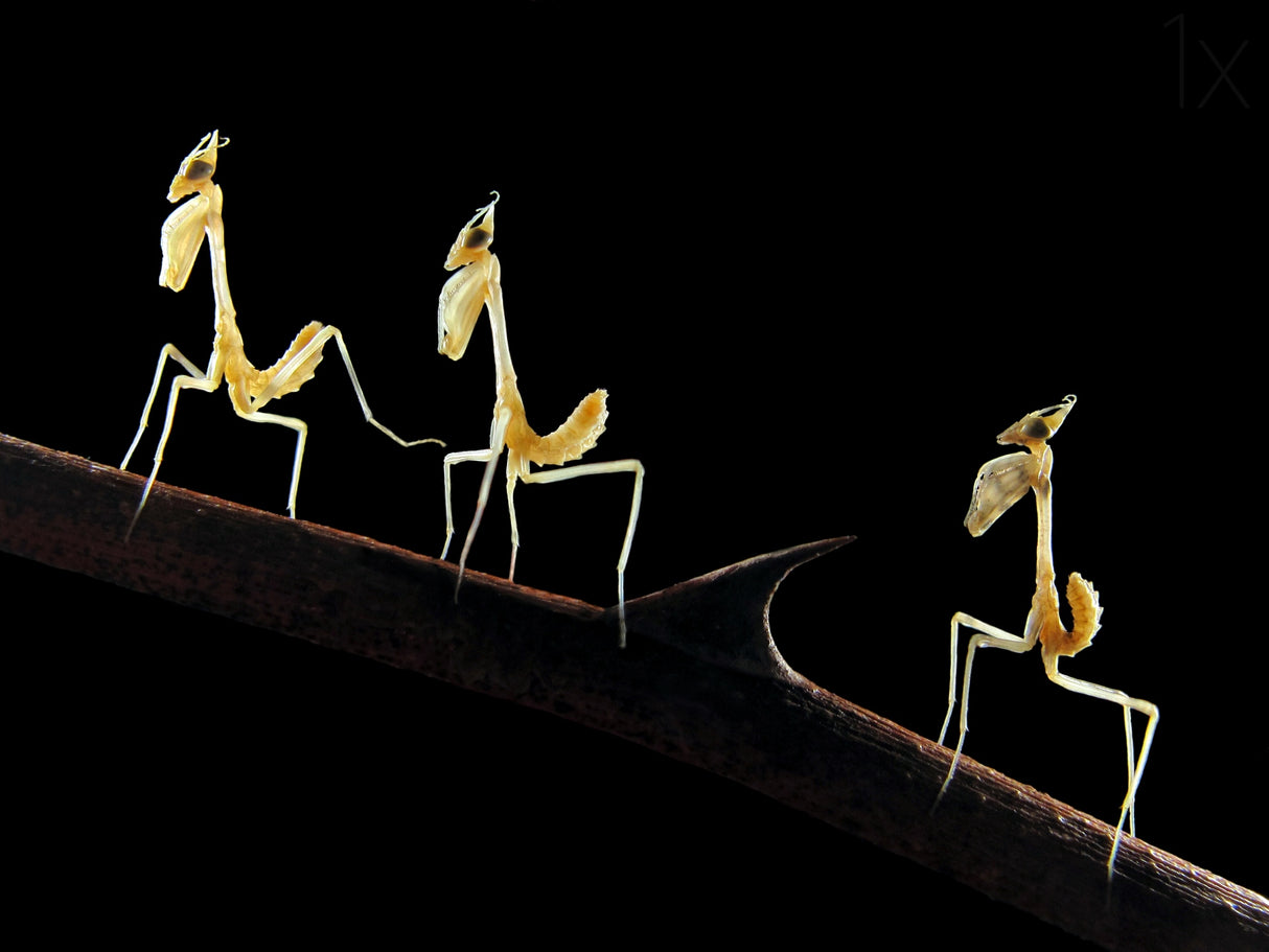 Mantid-larvas Poster och Canvastavla