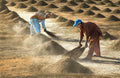 Farm Workers Poster och Canvastavla