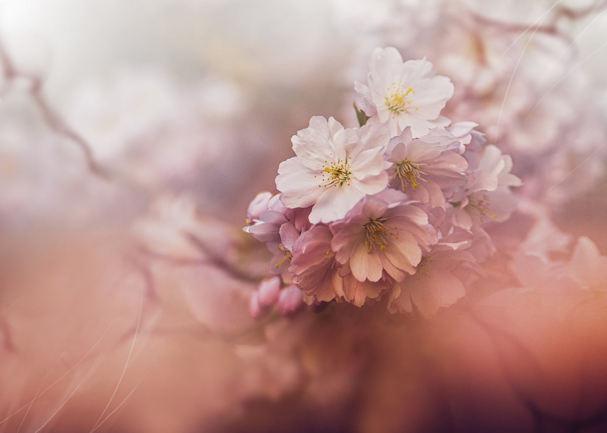 Sakura Poster och Canvastavla