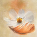 As Light as a Feather Poster och Canvastavla