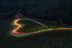 Vineyard Love Light Poster och Canvastavla