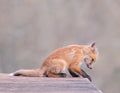 Porch Fox Poster och Canvastavla