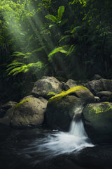 Mystic Jungle Poster och Canvastavla