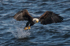 Eagle on the Mississippi River Poster och Canvastavla