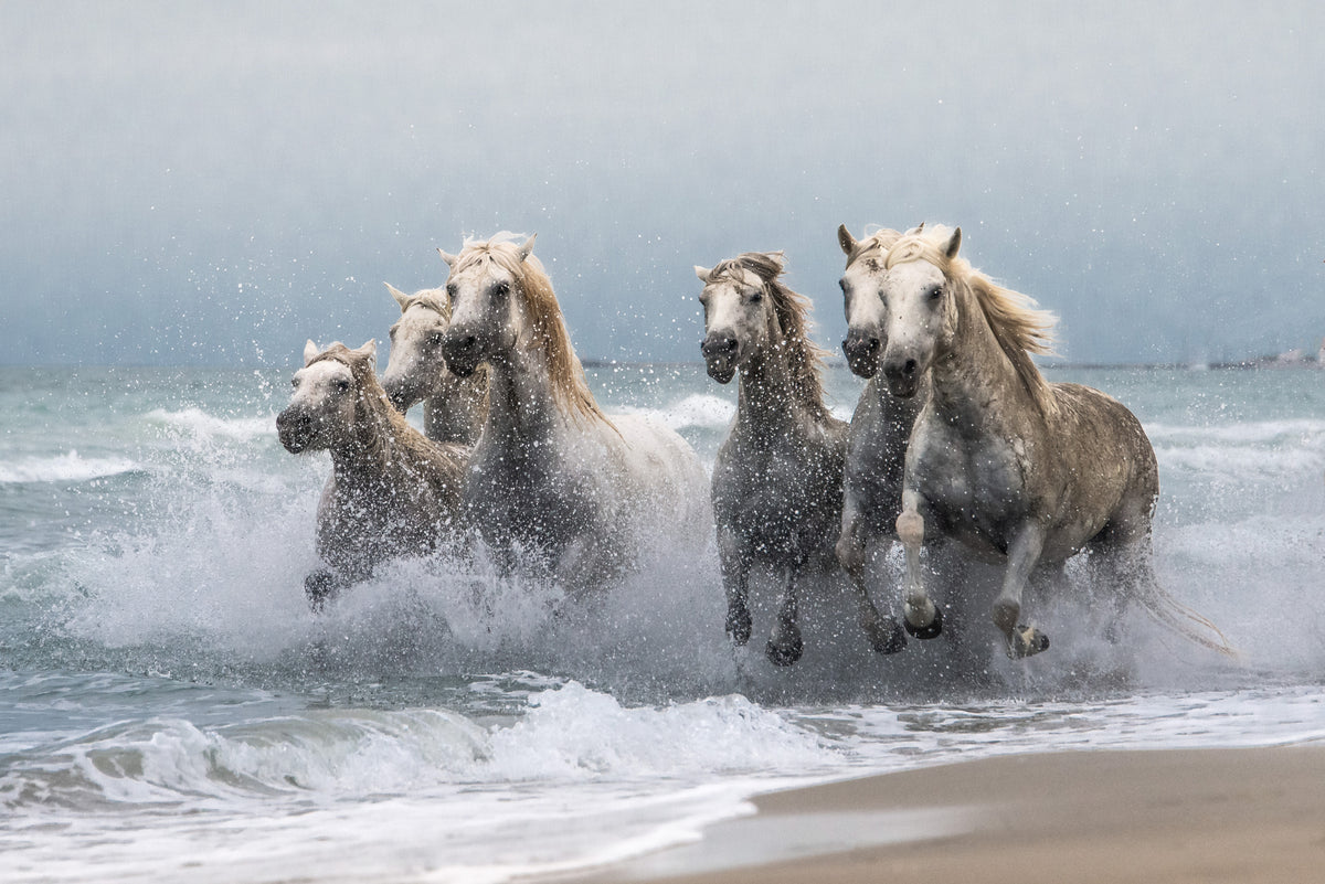 Wild horses Poster och Canvastavla
