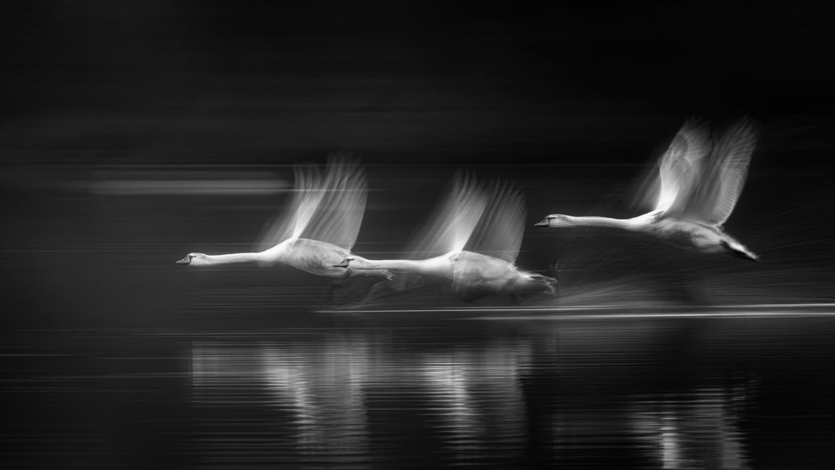 The swans in flight Poster och Canvastavla