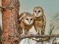 American Barn Owl Poster och Canvastavla