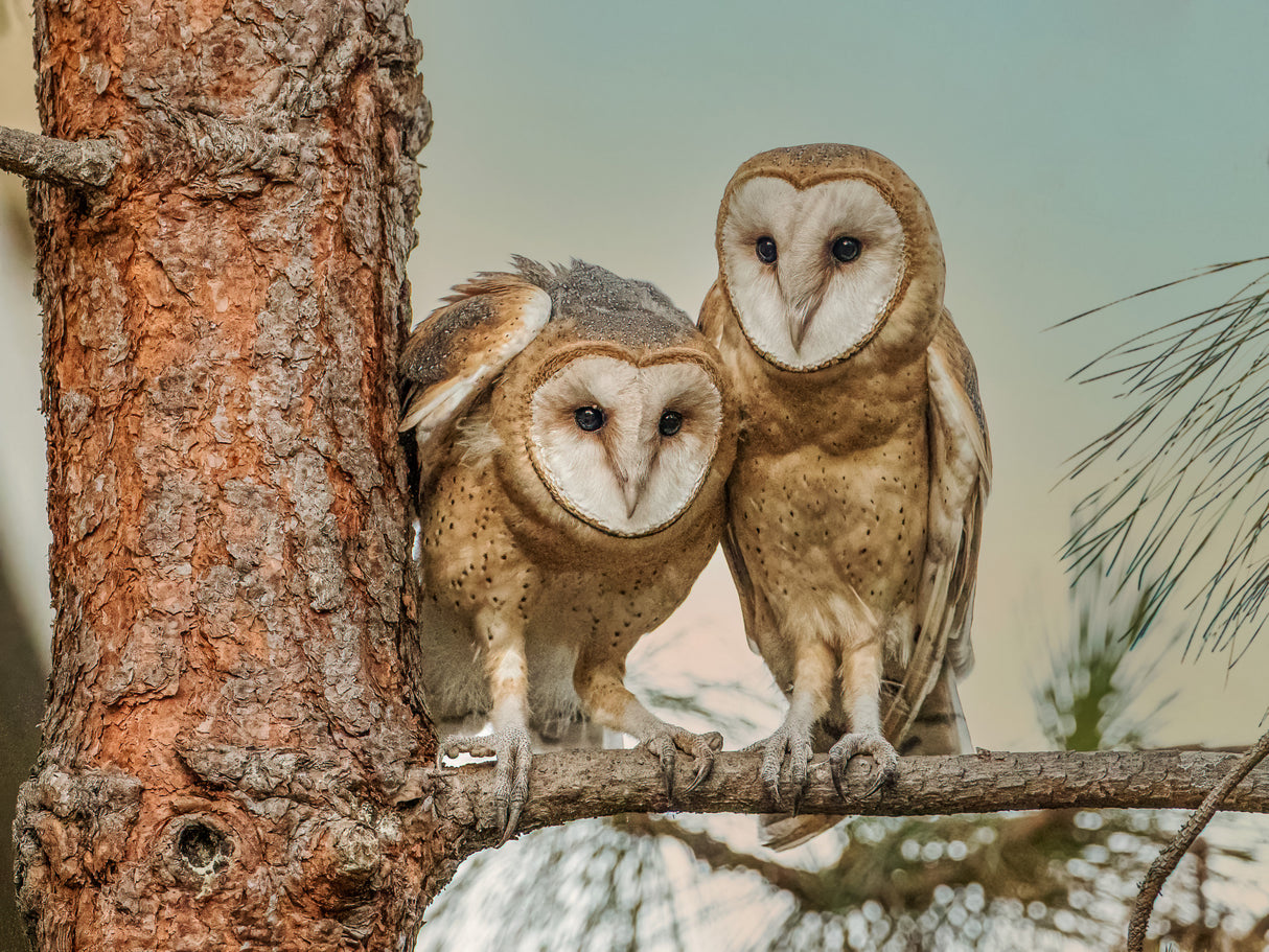 American Barn Owl Poster och Canvastavla