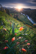 Blooming Wild Tulip Poster och Canvastavla
