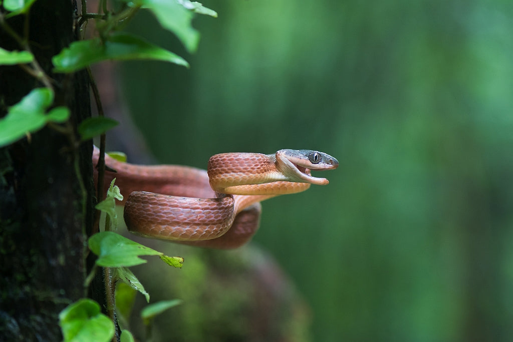 Boiga nigriceps Poster och Canvastavla
