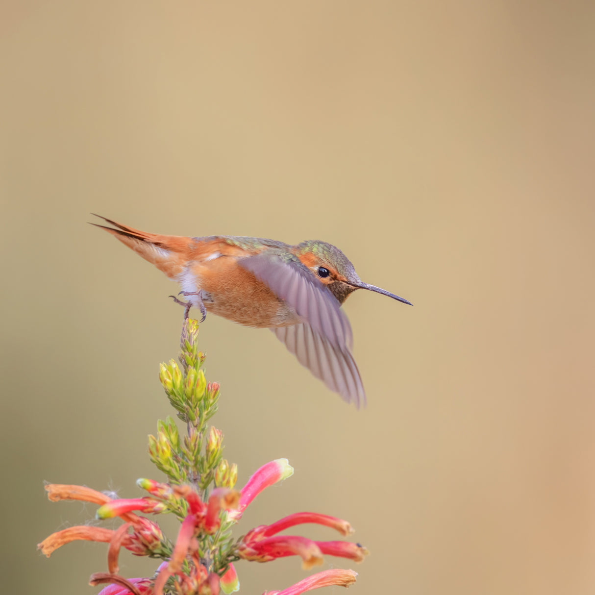 Allen's Hummingbird Poster och Canvastavla