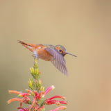Allen's Hummingbird Poster och Canvastavla
