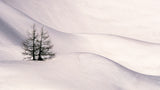 Trees in the snow 3 Poster och Canvastavla