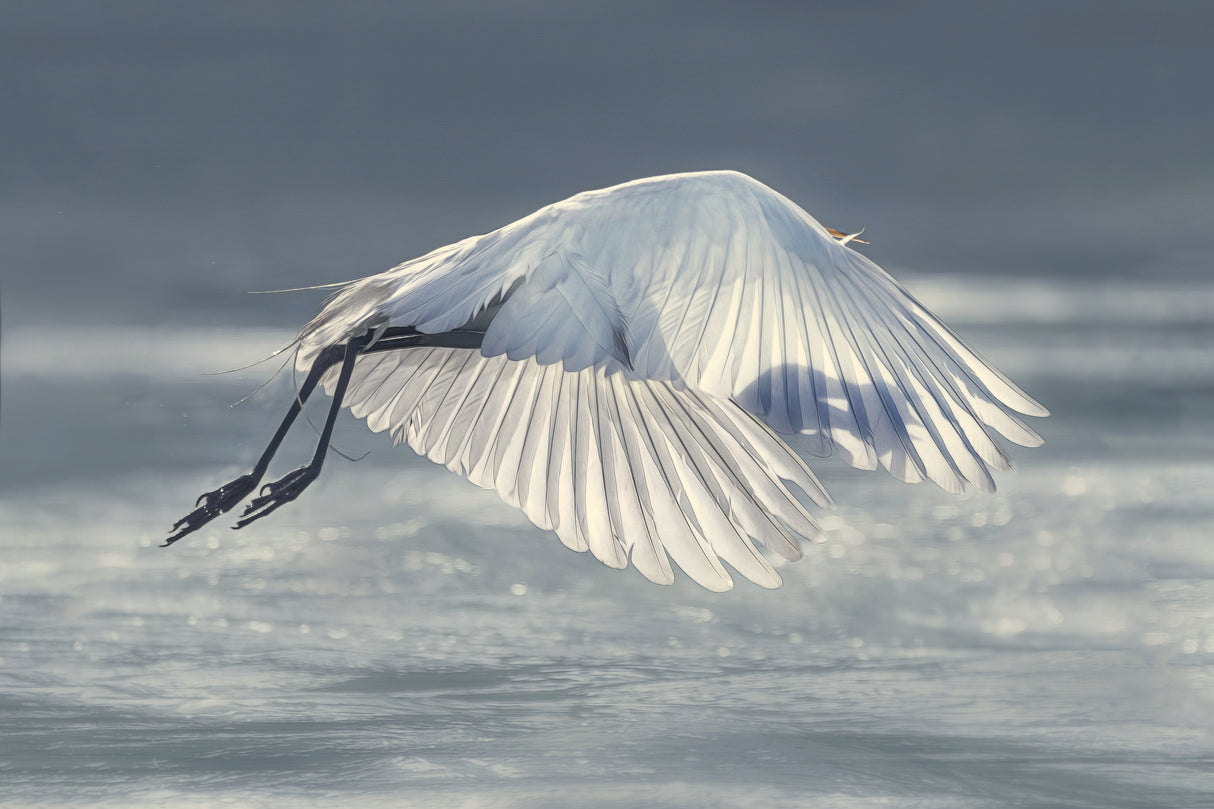 Got It! Poster och Canvastavla