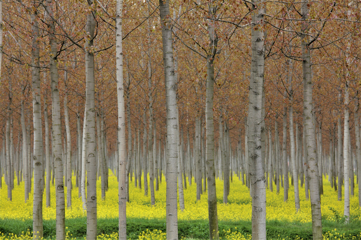 Poster och Canvastavla