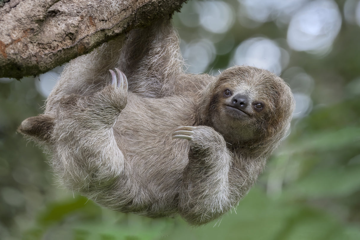 The Amazing Loving Three Toed Sloth Poster och Canvastavla