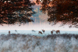 Breakfast time Poster och Canvastavla