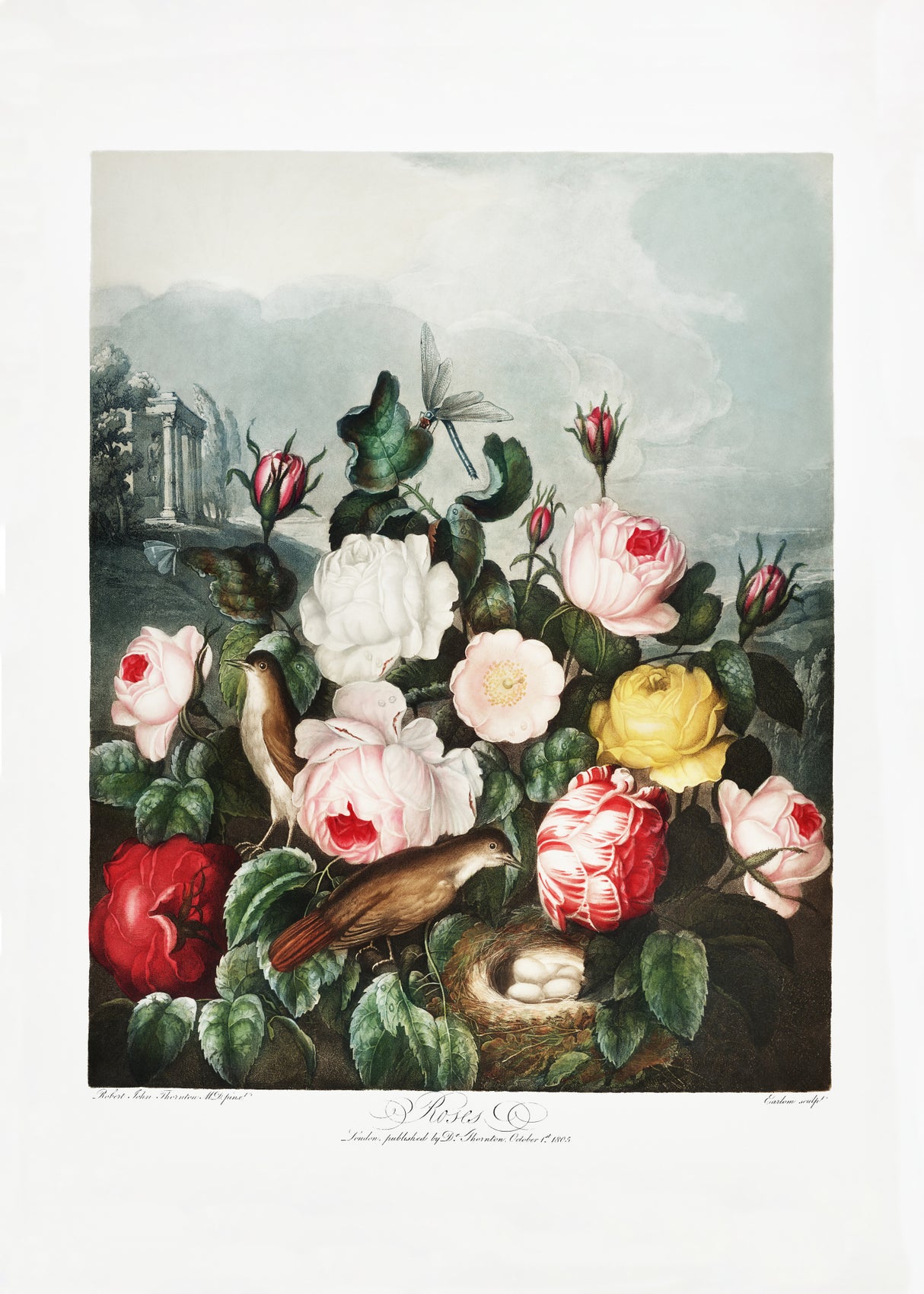 Roses from The Temple of Flora (1807) Poster och Canvastavla