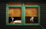Window cleaners Poster och Canvastavla