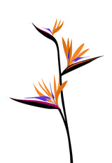 Bird of paradise in black Poster och Canvastavla