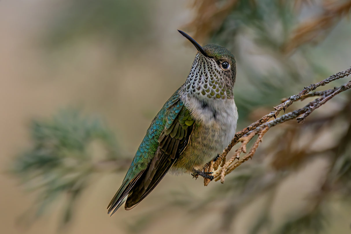 Broad-tailed Hummingbird Poster och Canvastavla