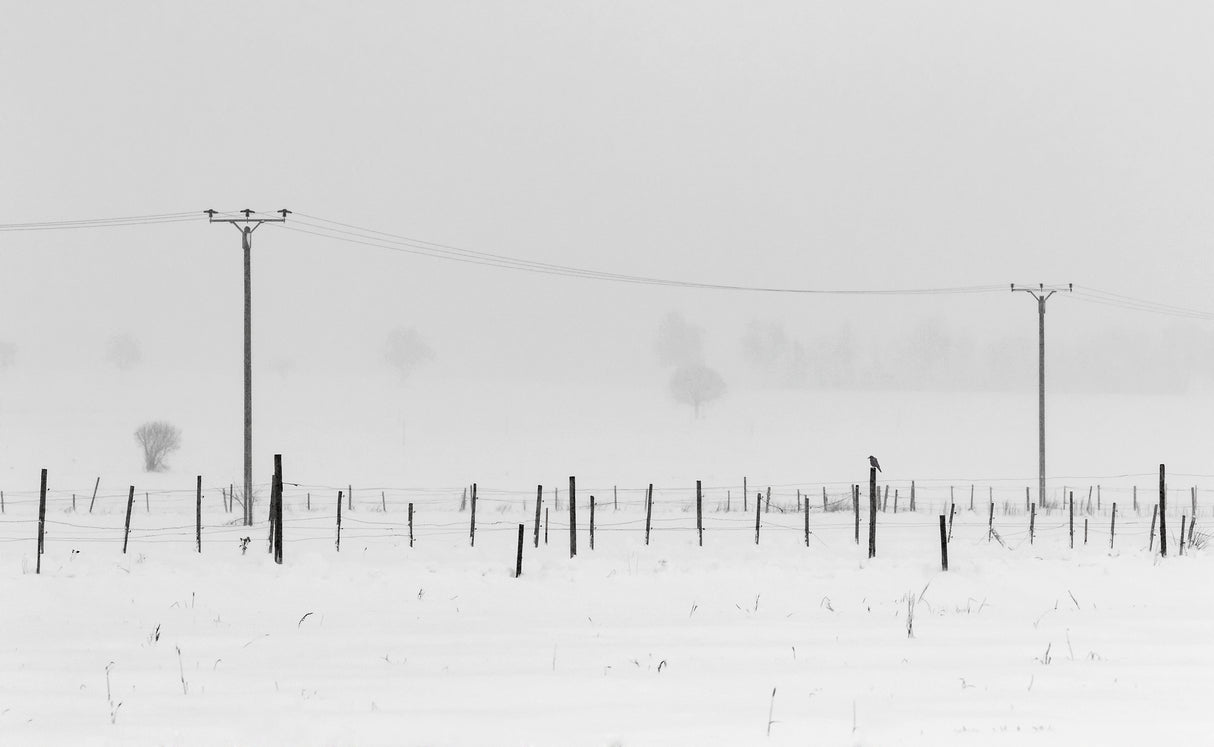 a winter's day Poster och Canvastavla