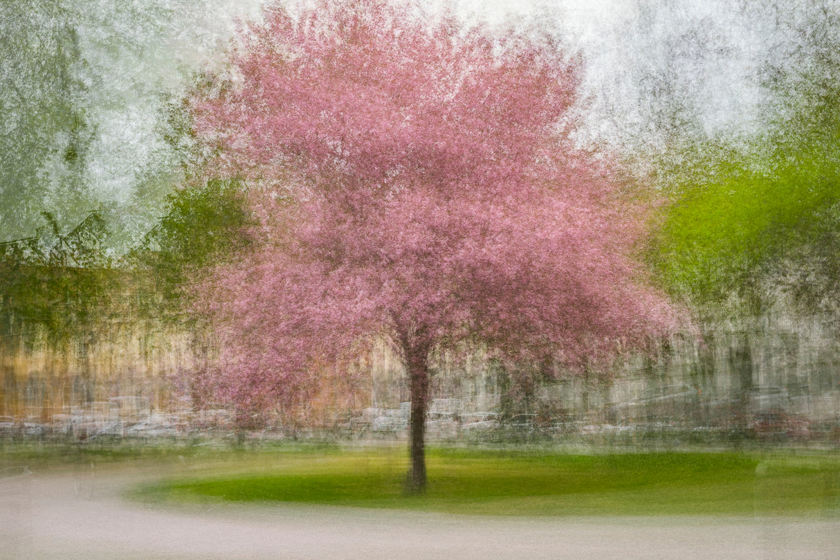 Japanese Cherry Tree in Eskil's Park Poster och Canvastavla