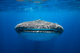 Face to Face with a whale shark Poster och Canvastavla
