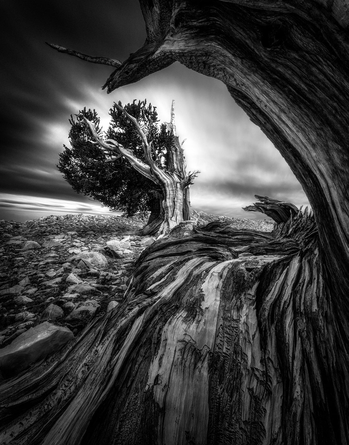 Ancient Trees Poster och Canvastavla