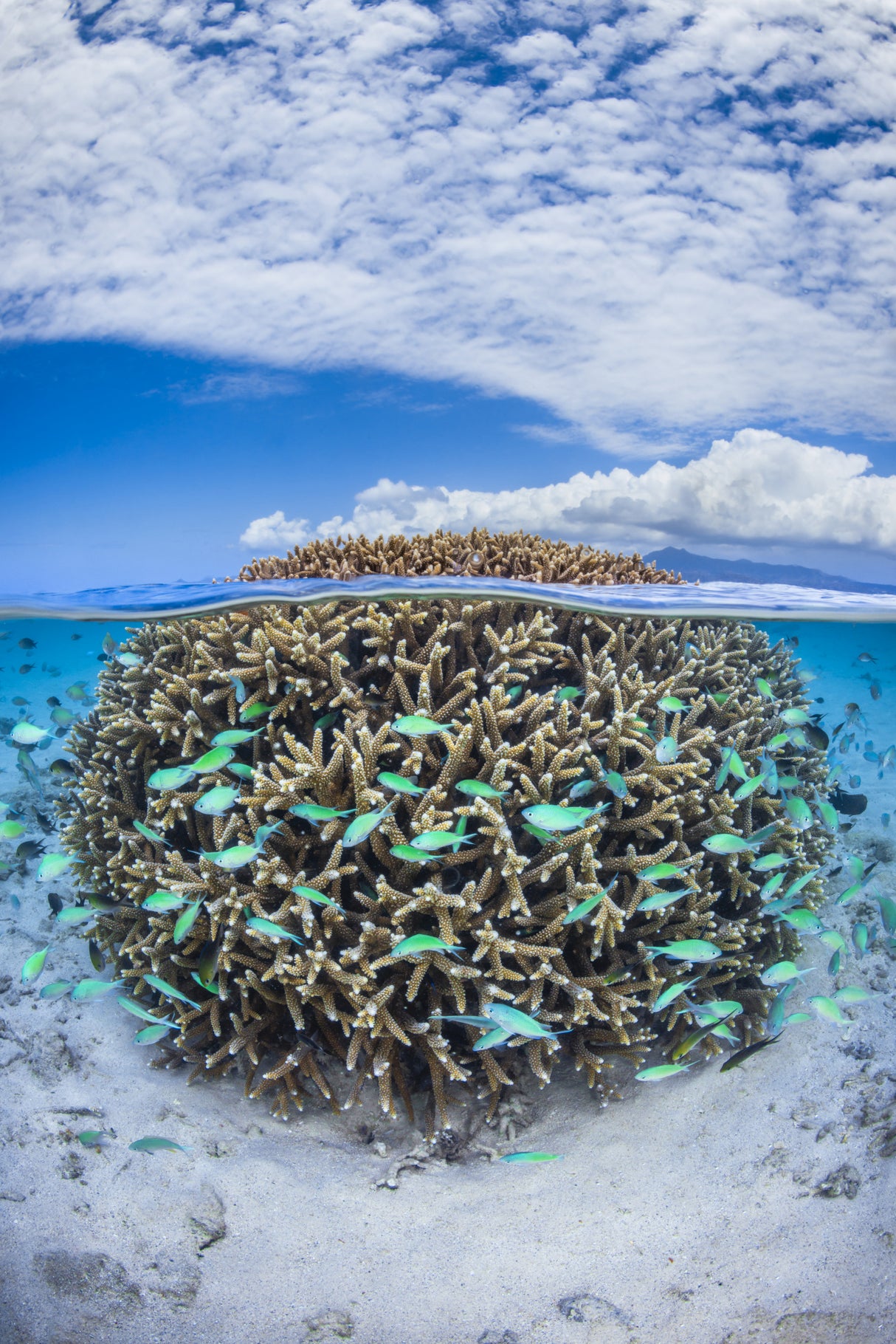 Coral Ball from Mayotte Poster och Canvastavla