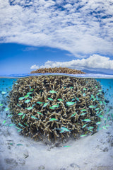 Coral Ball from Mayotte Poster och Canvastavla