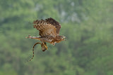 Bird of Prey: Accipiter Poster och Canvastavla