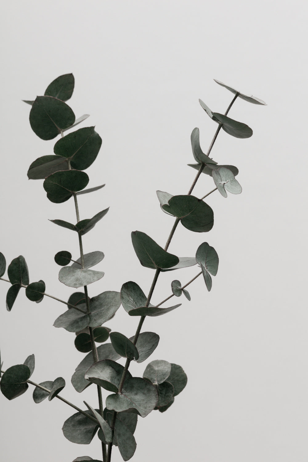 Eucalyptus Natural 04 Poster och Canvastavla