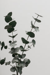 Eucalyptus Natural 04 Poster och Canvastavla