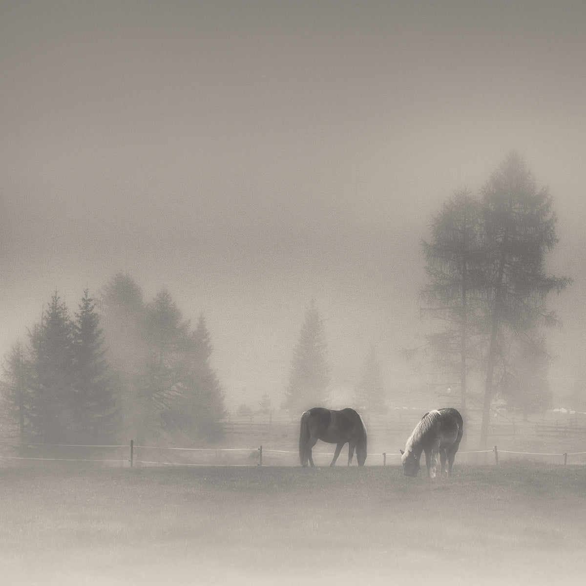 timeless moments Poster och Canvastavla