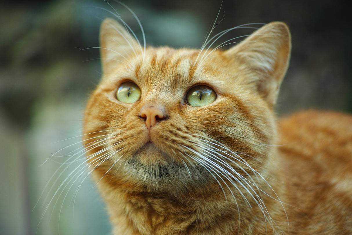 ginger cat Poster och Canvastavla