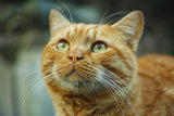ginger cat Poster och Canvastavla