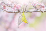 Flying white eye Poster och Canvastavla