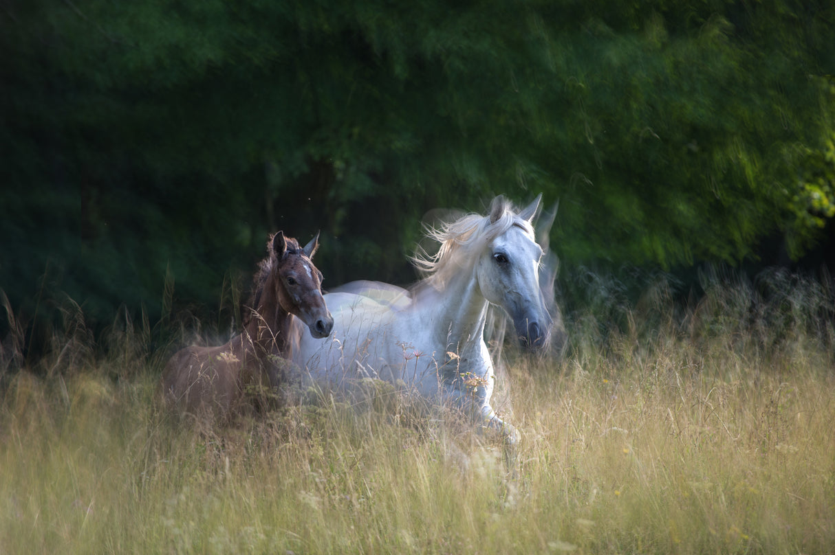 Mare and fily Poster och Canvastavla