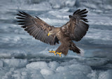 Landing Poster och Canvastavla