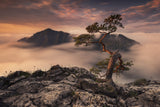 Bonsai Poster och Canvastavla