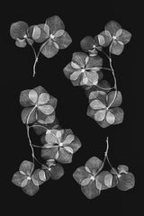 Botanical #46 Poster och Canvastavla