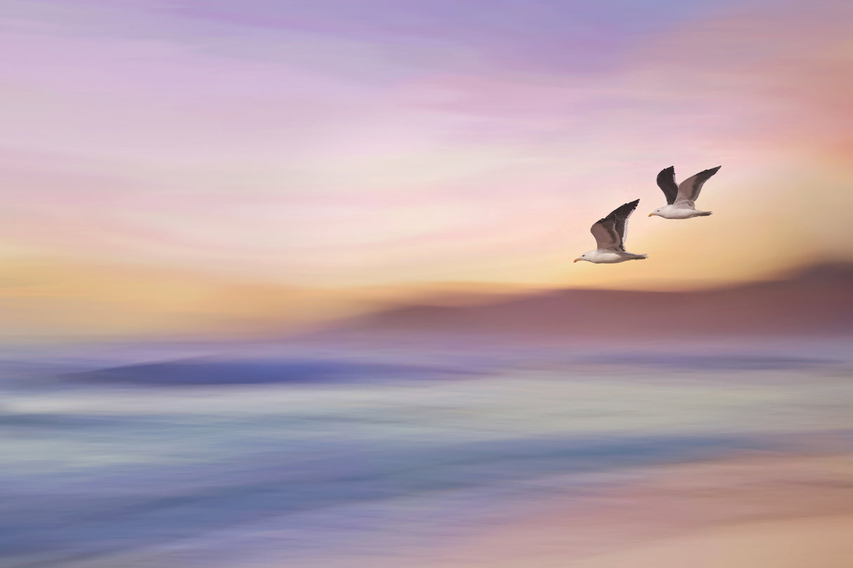Seagulls over Long Beach Poster och Canvastavla