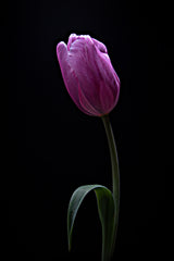 Tulip Poster och Canvastavla